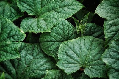 Full frame shot of green leaves