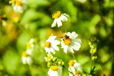 Close-up of bee pollinating on flower