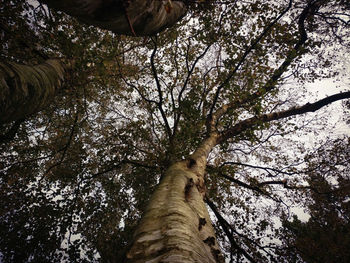 Low angle view of tree against sky