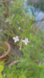 Close-up of white flowers