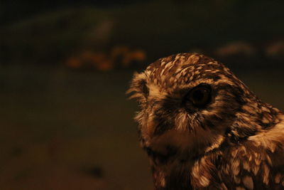 Owl in the dark.