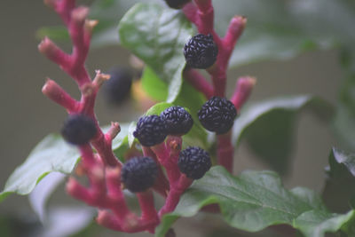 Close-up of berries growing on plant