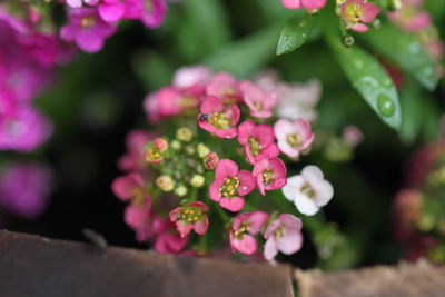 Close-up of pink flowering plant