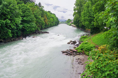 Scenic view of river amidst trees in forest against sky