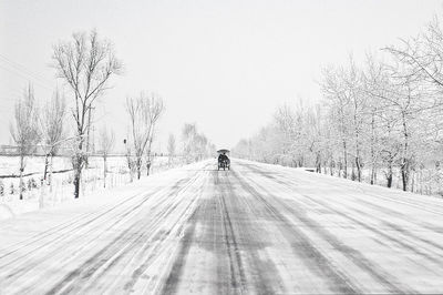 Road passing through forest