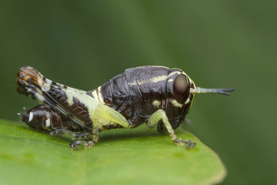 Close-up of insect