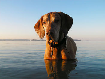 Close-up of dog by sea against clear sky