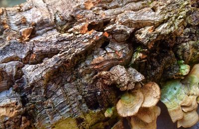 Close-up of tree trunk