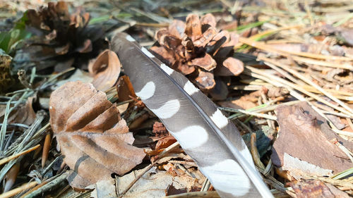 High angle view of dry leaves on field