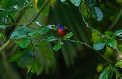 Close-up of bird perching on plant