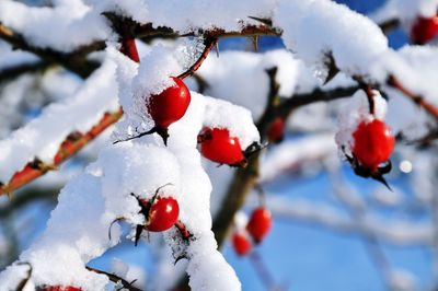 Close-up of frozen berries on branch