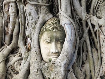 Buddha statue on tree trunk