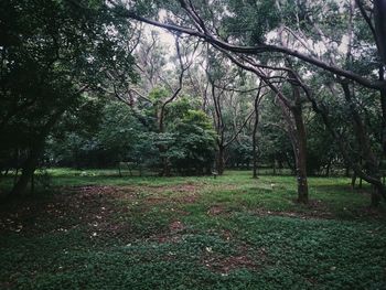 Trees in forest