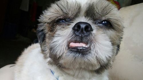 Close-up portrait of a dog