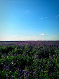 Plants growing on field against blue sky