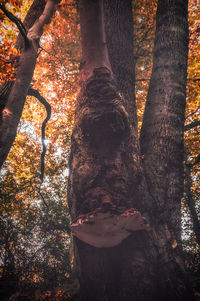 Trees in the forest