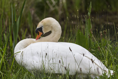 Close-up of swan in lake