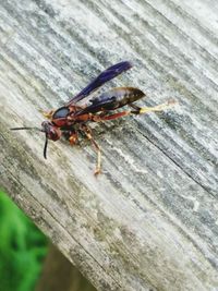 Close-up of insect perching on leaf