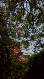 High angle view of trees in forest