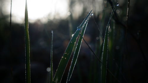 Close-up of water drops on grass against blurred background