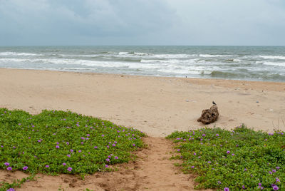 Scenic view of beach against sky