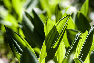 Close-up of green leaves