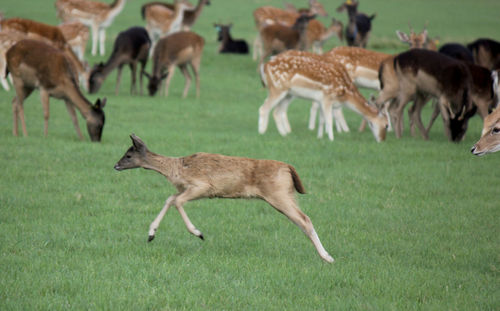 Deer running on grassy field