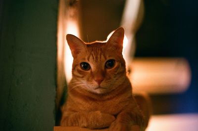Portrait of cat at home
