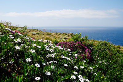 Flowering plants by sea against sky