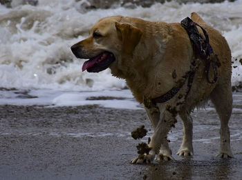 Dog on beach