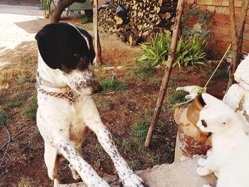 High angle view of dog sitting outdoors