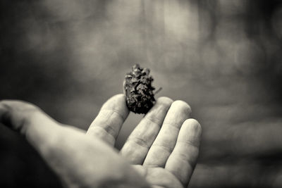 Close-up of hand holding plant