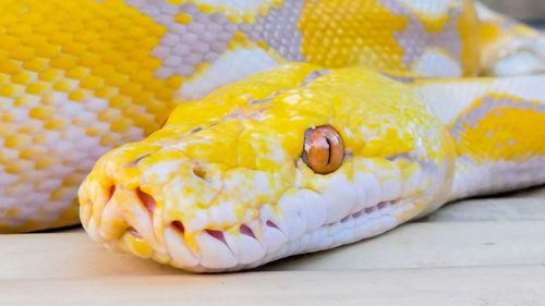 Close-up of burmese python