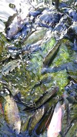 High angle view of fish in water