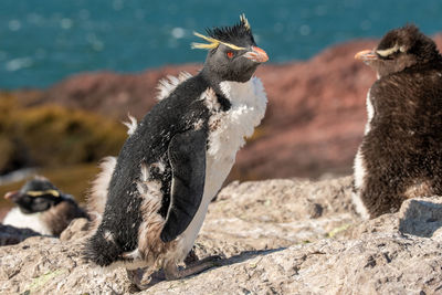 Close-up of birds on rock