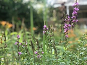 Close-up of purple flowering plants