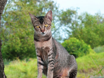 Close-up of cat