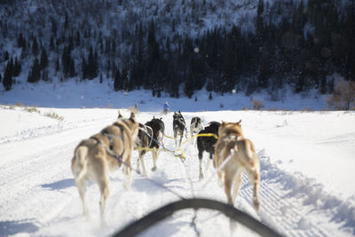 Rear view of sled dogs pulling sleigh on snowy landscape