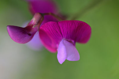 Close-up of pink flower