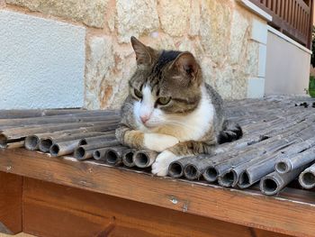 Portrait of a cat against wall