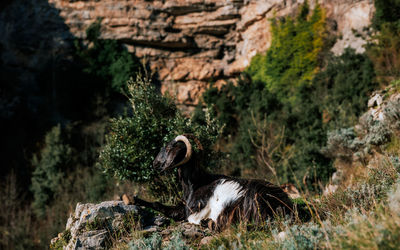 Bird on rock