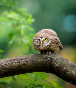 Close-up of bird perching on branch