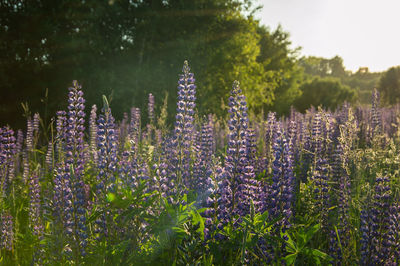 Close-up of purple flowering plants on field