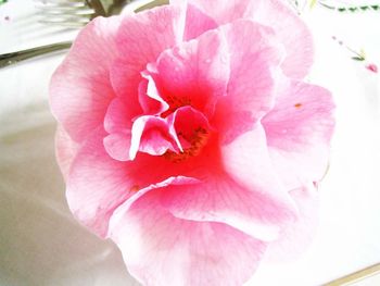 Close-up of pink flower