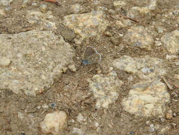 High angle view of insect on rock