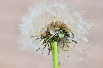 Close-up of wilted dandelion against white wall