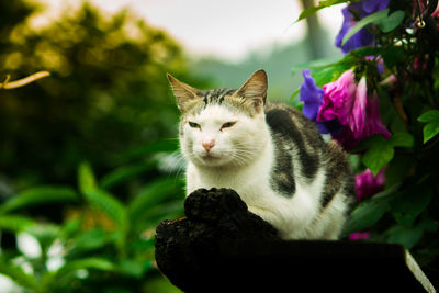 Close-up of cat sitting outdoors