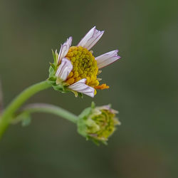 Close-up of white flowering plant