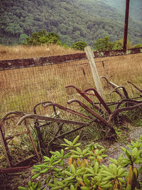 Plants growing on field