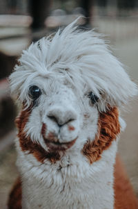 Close-up of alpaca